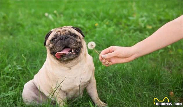 最受欢迎的5种小型犬，寿命长，有你家的爱犬吗