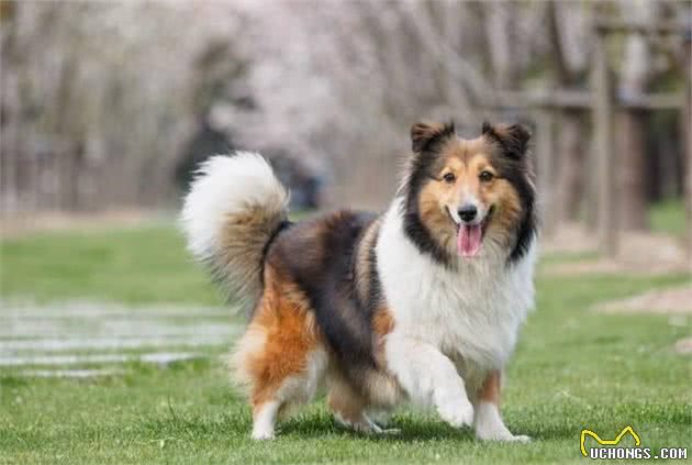 想要读懂狗狗的肢体语言,要从简单的摇尾巴开始,狗狗摇尾的意义