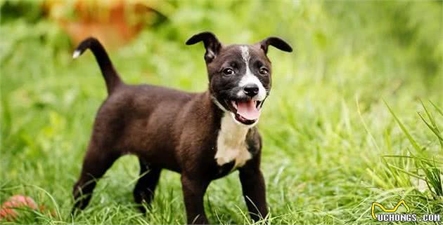 想要读懂狗狗的肢体语言,要从简单的摇尾巴开始,狗狗摇尾的意义