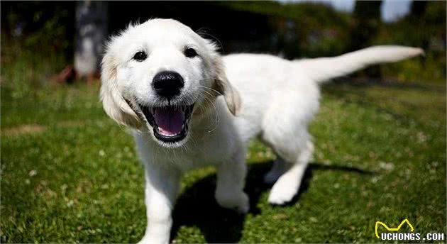 想要读懂狗狗的肢体语言,要从简单的摇尾巴开始,狗狗摇尾的意义