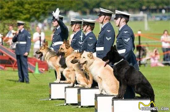 军犬受伤老了退役咋办？英国的做法太过残忍，解放军的做法很聪明