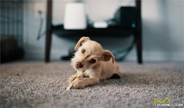 幼犬不能吃骨头？那么狗狗吃骨头的好处和坏处都有哪些？