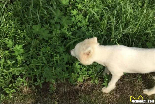 狗狗吃草受四点因素影响，主人针对食草情况需做好两点防护措施