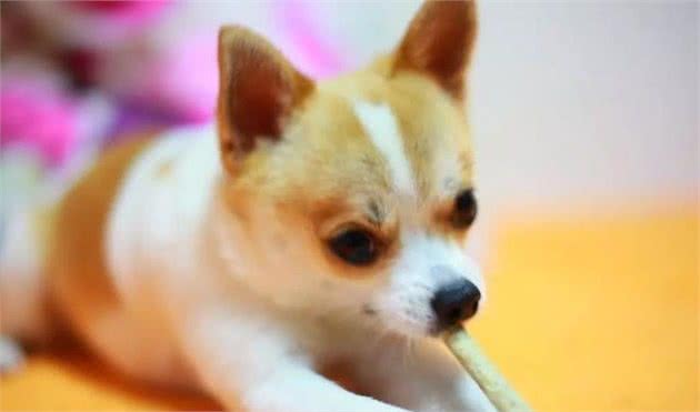 如何区分大型犬、中型犬、小型犬？你知道吗