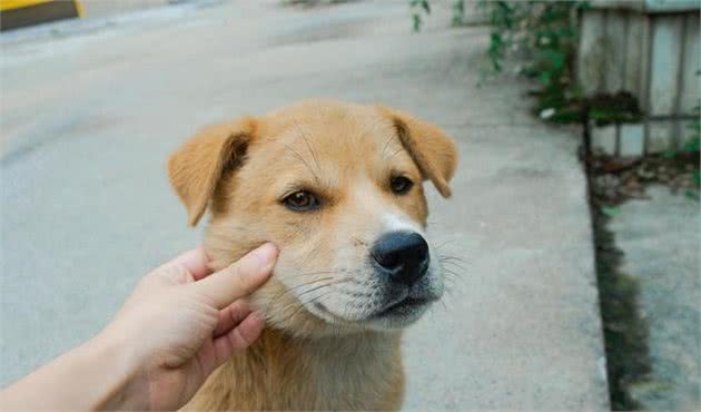 中华田园犬是什么品种？为什么在国际上不被认可？