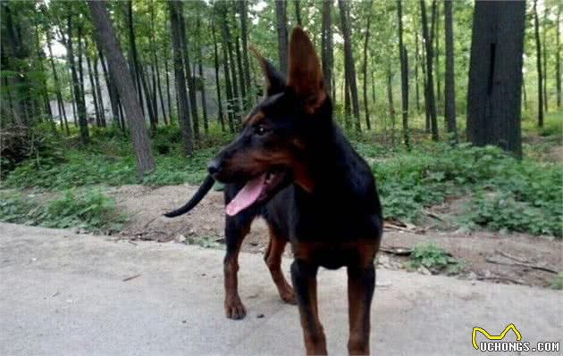 体内有狼的基因的5种狼犬，能力和智商出色，第五种能跟德牧犬抗衡