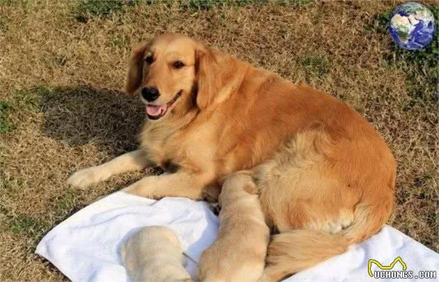 狗中暖男金毛寻回犬，当今网络界最红的宠物网红