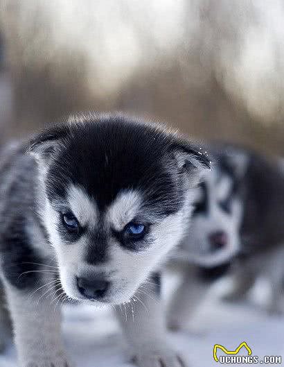 泰迪犬怎么养：如何增加狗狗训练成功的几率