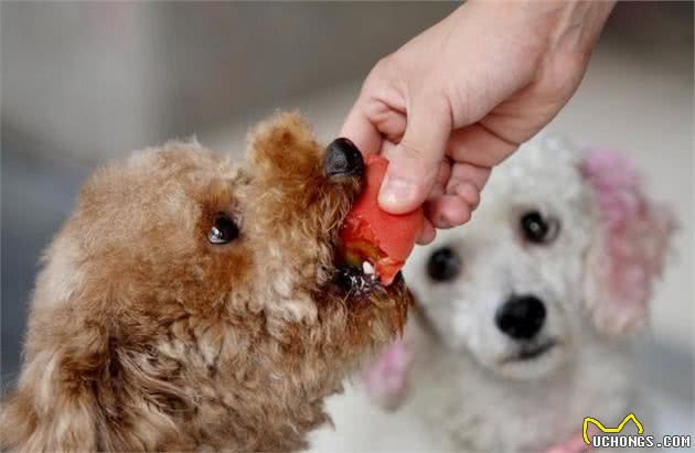 犬粮好不好，别光看宣传，这几个自我判别标准更重要