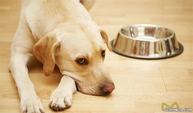 易引起犬过敏的7种食物，有些还特别常见，狗主人应小心