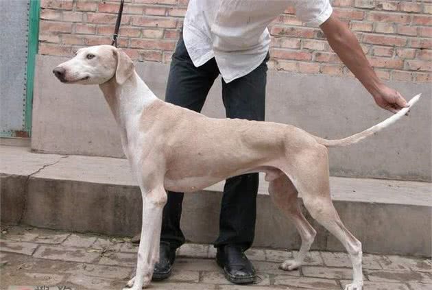 中国的灵缇犬，哮天犬的原型—细犬