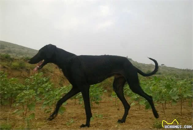 中国的灵缇犬，哮天犬的原型—细犬