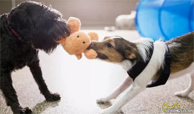 领养成年犬和养幼犬不同，主人也要做豫备，狗狗才能更快适应