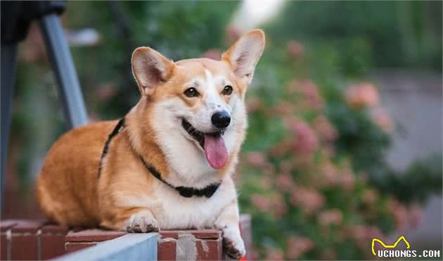 柯基幼犬到底怎么选？要是喜欢柯基犬，别只看小短腿大屁股