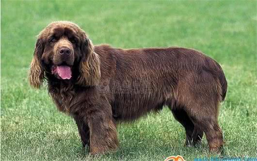 动物星球·世界名犬赏析—塞式猎犬!