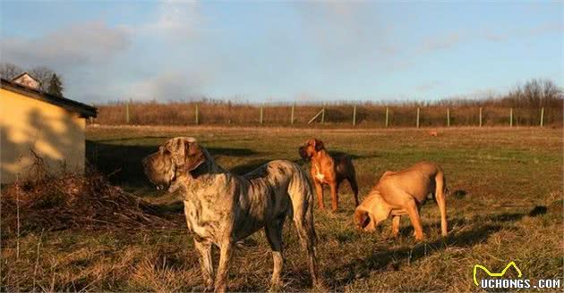 “四大烈性犬”之首的猛犬，被誉为暴力追踪兽，负责看管重刑犯