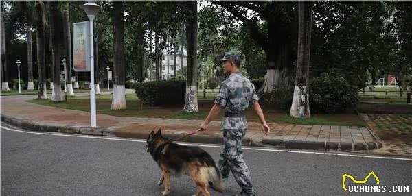 军犬“阿宝”：虽退役，但永不失军犬实质