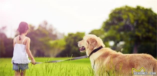 小狗大狗不同，大型犬会常面临这些问题