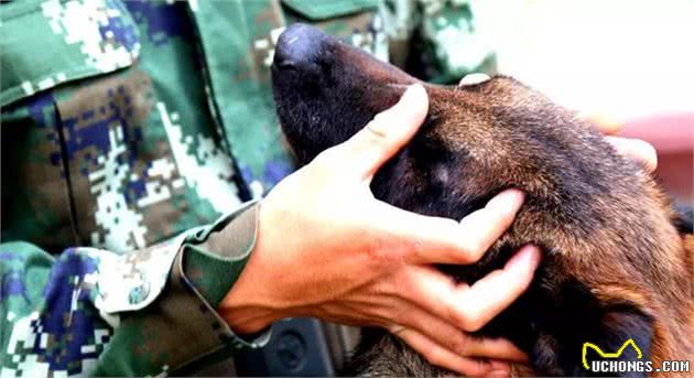 执意入伍的流浪狗，默默随着军人训练，最后还成了真正的军犬