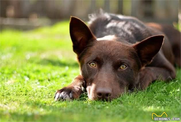 澳洲大火侵犯牧场，牧羊犬沉着冷静指挥羊群，好让主人专心灭火