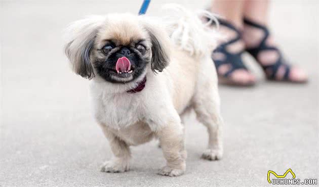 狗的牙齿在口腔中起了什么作用？幼犬和成犬的牙齿又有哪些区别？