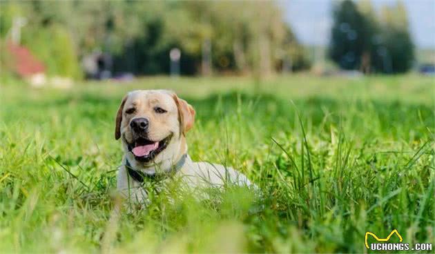 狗的牙齿在口腔中起了什么作用？幼犬和成犬的牙齿又有哪些区别？