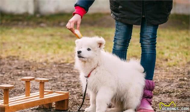 由幼犬粮转为成犬粮，是狗必经的换粮之路，但这些常见问题要注意