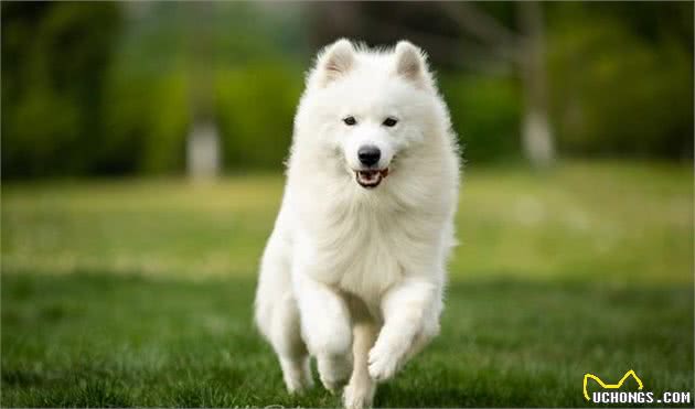 由幼犬粮转为成犬粮，是狗必经的换粮之路，但这些常见问题要注意