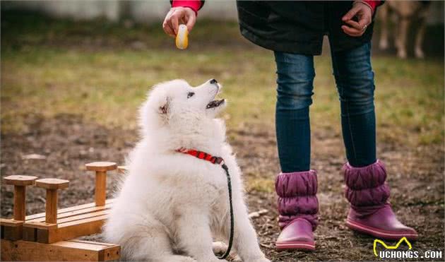 由幼犬粮转为成犬粮，是狗必经的换粮之路，但这些常见问题要注意