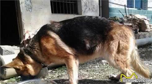 德国牧羊犬虽好，但这6点也很“可怕”，养过的都知道