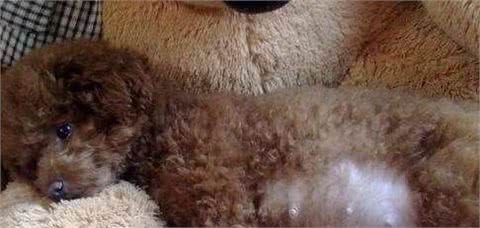 狗狗居然会假怀孕?怎么判别是不是假怀孕,太稀奇了!