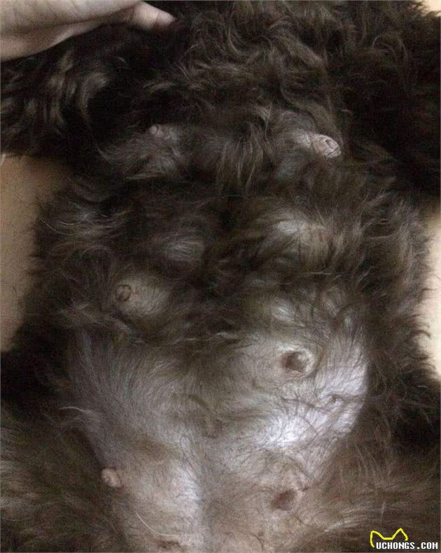 狗狗居然会假怀孕?怎么判别是不是假怀孕,太稀奇了!