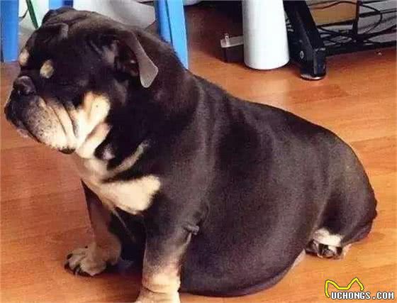 狗狗居然会假怀孕?怎么判别是不是假怀孕,太稀奇了!