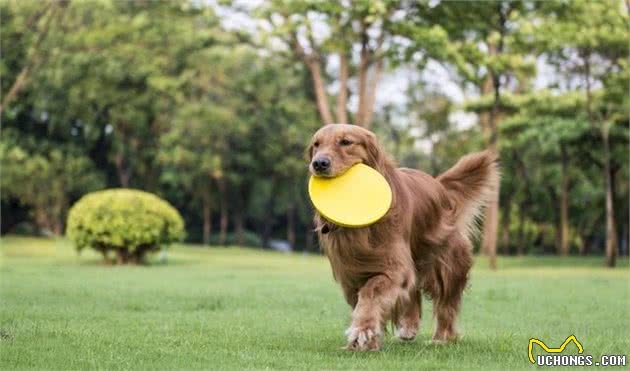 清点没有攻击性的5种狗狗，萨摩耶犬在内，二哈也能上榜？