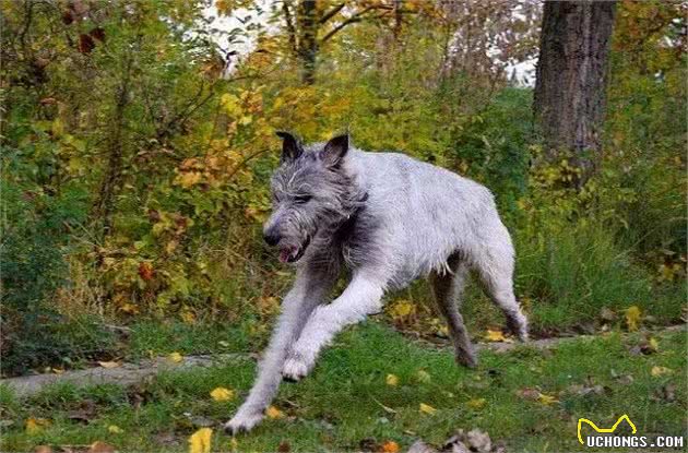 行走的龙卷风，爱尔兰猎狼犬