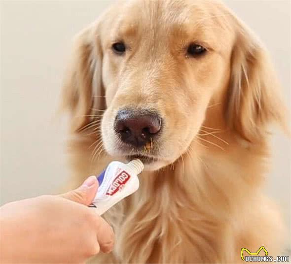 辟谣！犬皮肤病你还在一抹药膏了事吗？不同的病因需要不同的对待