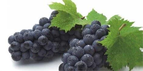 狗狗生病的真凶找到了,这5种食物不要给狗吃,否则后果很严重