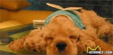 狗狗生病的真凶找到了,这5种食物不要给狗吃,否则后果很严重