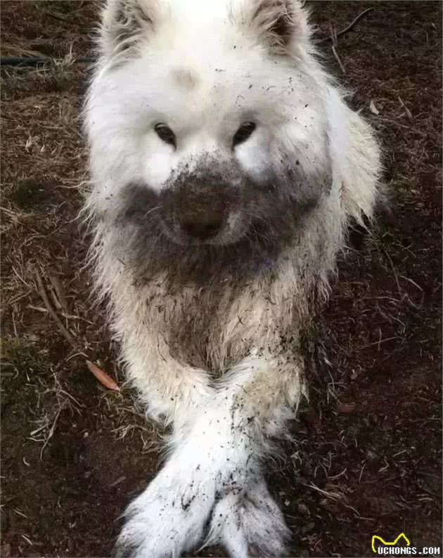 养一只萨摩耶犬是什么体会