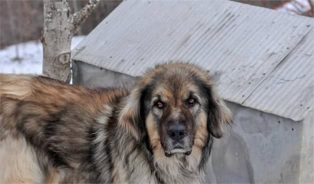 酷似高加索犬的深山猛犬，一度濒临灭绝，驱熊赶狼，誉为护林兽