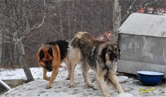 酷似高加索犬的深山猛犬，一度濒临灭绝，驱熊赶狼，誉为护林兽