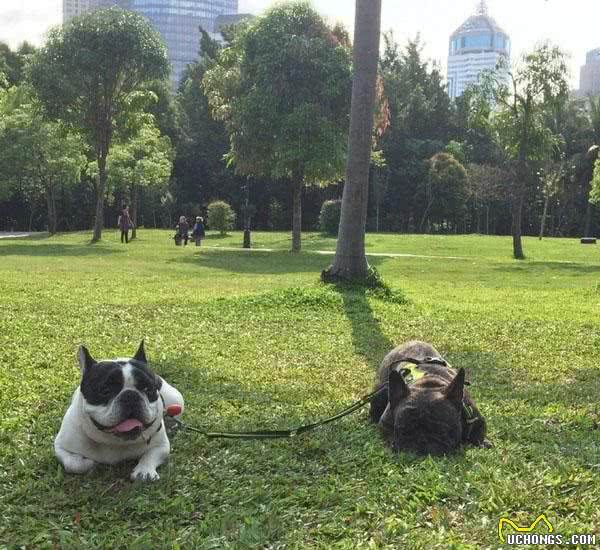 带狗狗春游？先做好狗狗的牵引工作！