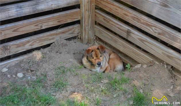 柴犬不停抓挠垫子，实际上是天性！这样狗狗会睡得更舒适