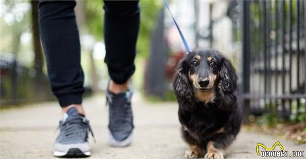 柴犬不停抓挠垫子，实际上是天性！这样狗狗会睡得更舒适