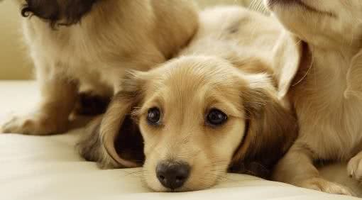 上班族们,应当如何养一只可爱乖巧的狗狗呢?