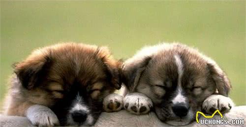 上班族们,应当如何养一只可爱乖巧的狗狗呢?