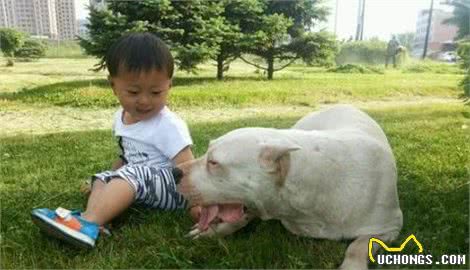 上班族们,应当如何养一只可爱乖巧的狗狗呢?