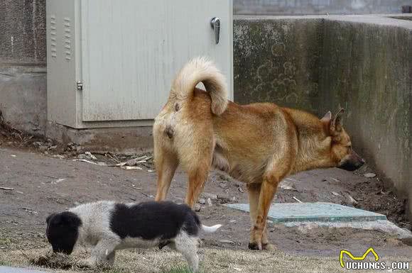 土狗获得国际比赛冠军，但还是做不了警犬！看完这篇文章让您泪目