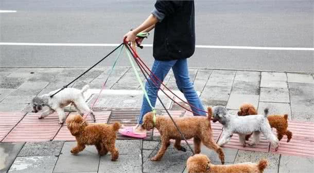 一般你是几点钟遛狗？从遛犬时间，就透露出你养什么狗