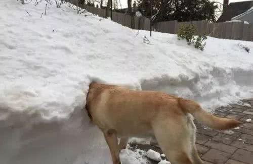 冬季狗狗保暖误区，你还在伤害你的狗？